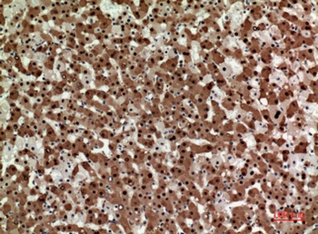 Syntaxin 1 rabbit pAb Antibody