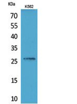 FGF-16 rabbit pAb Antibody