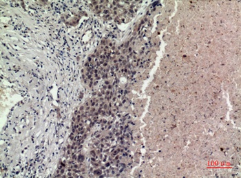 FGF-16 rabbit pAb Antibody