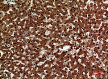 IL-12A p35 rabbit pAb