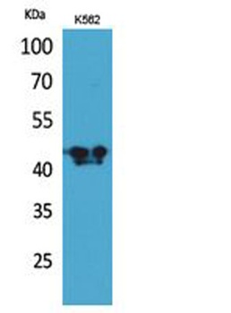 ECA39 rabbit pAb Antibody