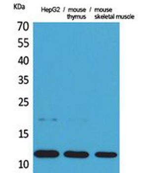 Eotaxin rabbit pAb Antibody