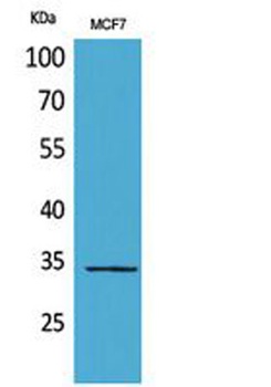 MAPK Organizer 1 rabbit pAb Antibody