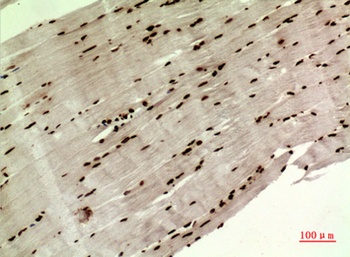 MAPK Organizer 1 rabbit pAb Antibody
