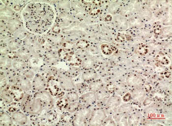 MAPK Organizer 1 rabbit pAb Antibody