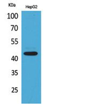 EP1 rabbit pAb Antibody