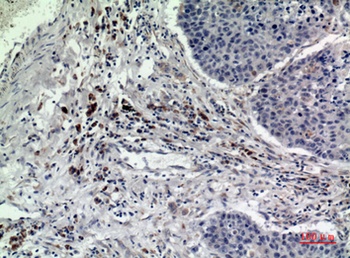 Rab 5A rabbit pAb Antibody