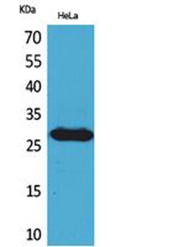 SNRPN rabbit pAb Antibody