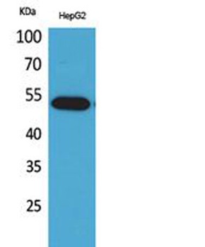 LIR-7 rabbit pAb Antibody