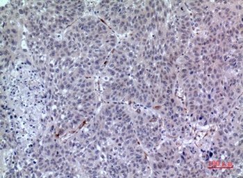 LIR-7 rabbit pAb Antibody