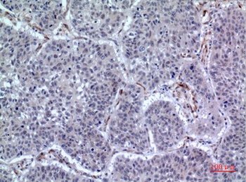LIR-7 rabbit pAb Antibody