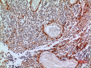 CD200 rabbit pAb Antibody