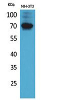 CD316 rabbit pAb Antibody