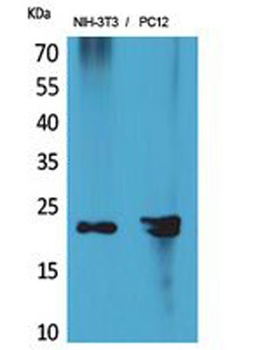 HRP-3 rabbit pAb Antibody