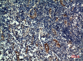 IL-33 rabbit pAb Antibody