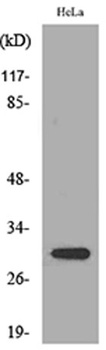 IL-33 rabbit pAb Antibody