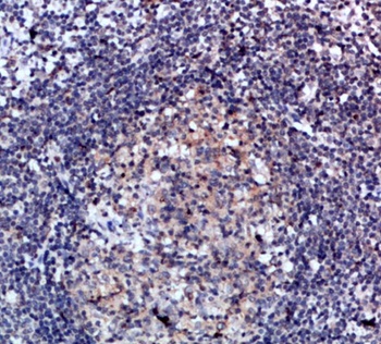 CD47 rabbit pAb Antibody