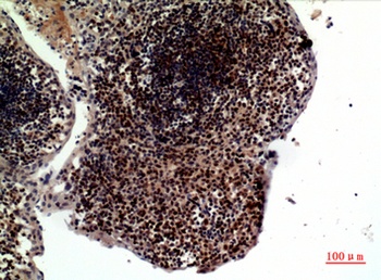 TRAIL rabbit pAb Antibody