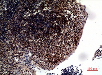 TRAIL rabbit pAb Antibody