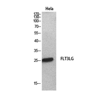 Flt3-L rabbit pAb Antibody