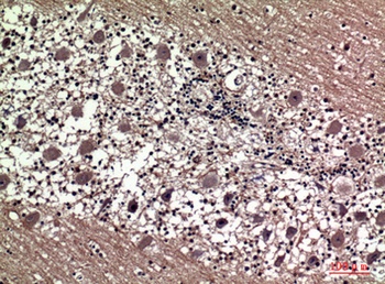 Prolactin rabbit pAb Antibody