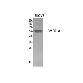 CD292 rabbit pAb Antibody