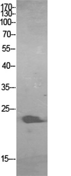 ALR rabbit pAb Antibody
