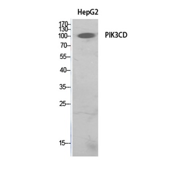 PI 3-Kinase p110δ rabbit pAb Antibody