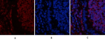Ub rabbit pAb Antibody