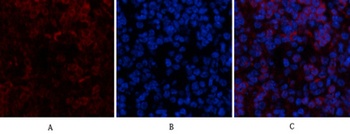 Ub rabbit pAb Antibody