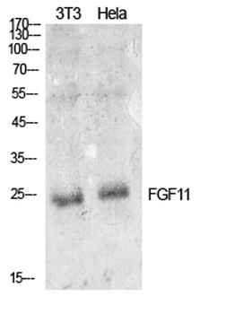 FGF-11 rabbit pAb Antibody
