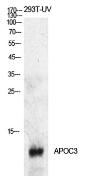 ApoC-III rabbit pAb Antibody