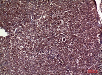 ApoC-III rabbit pAb Antibody