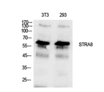 Stra8 rabbit pAb Antibody
