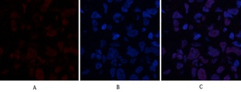 ABCG2 rabbit pAb Antibody