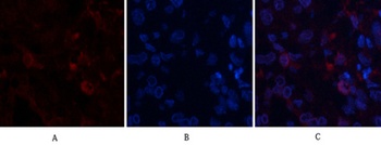 ABCG2 rabbit pAb Antibody