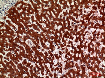 11β-HSD1 rabbit pAb Antibody