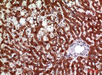 11β-HSD1 rabbit pAb Antibody