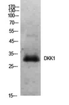 Dkk-1 rabbit pAb Antibody