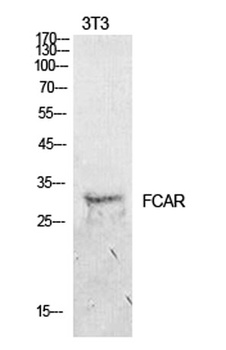 CD89 rabbit pAb Antibody