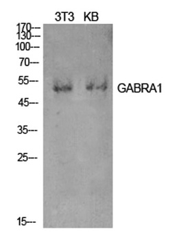 GABAA Rα1 rabbit pAb Antibody