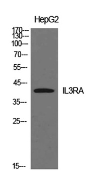IL-3Rα rabbit pAb Antibody