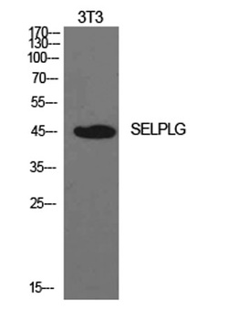 PSGL-1 rabbit pAb Antibody