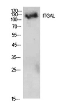 Integrin αL rabbit pAb Antibody