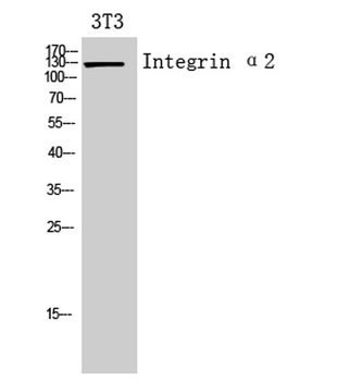 Integrin α2 rabbit pAb