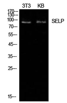 P-Selectin rabbit pAb Antibody