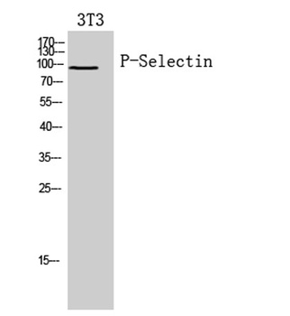 P-Selectin rabbit pAb Antibody