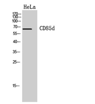 CD85d rabbit pAb Antibody