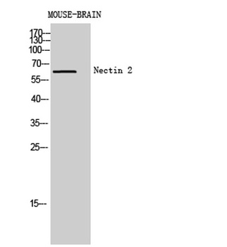 Nectin 2 rabbit pAb Antibody