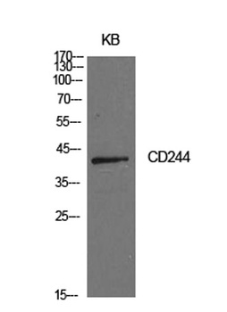 CD244 rabbit pAb Antibody